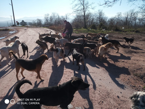 MUHAK Ormandaki Köpekleri Besledi